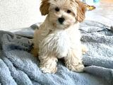 Malti̇poo Ci̇nsi̇ Yavrular Ev Üreti̇mi̇