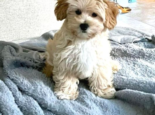 Malti̇poo Ci̇nsi̇ Yavrular Ev Üreti̇mi̇ görsel