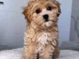 Malti̇poo Ci̇nsi̇ Yavrular Ev Üreti̇mi̇
