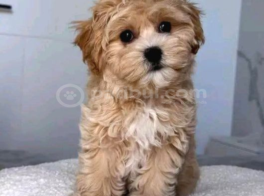 Malti̇poo Ci̇nsi̇ Yavrular Ev Üreti̇mi̇ görsel