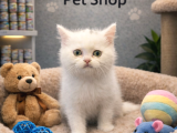 Mükemmel güzellikte beyaz british shorthair yavrularımız