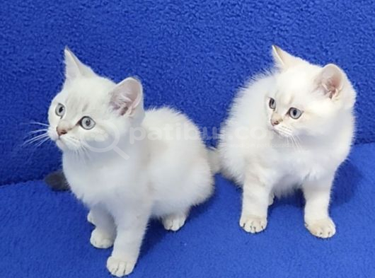 TESLİME HAZIR MAVİ BONCUKLAR