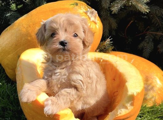 Büyümeyen sevimli maltipoo bebekler
