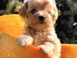 Büyümeyen Sevimli Maltipoo Bebekler