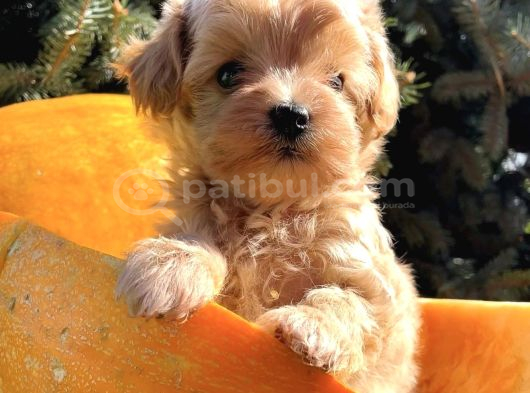 Büyümeyen Sevimli Maltipoo Bebekler görsel