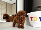 Yuva Bekleyen Toy Poodle Yavrular