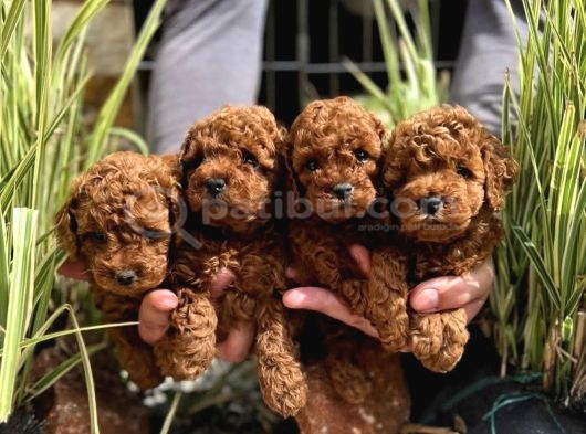 Orjinal ırk üst kalite Poodle bebekler