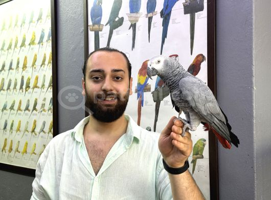Evci̇l Eği̇ti̇mli̇ Konuşan Jako Papağani görsel