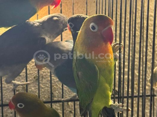 Yavru Cennet Papağanlarimiz Güvenli̇ Gönderi̇m Sağliyoruz görsel
