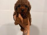 TOY POODLE YAVRULARI  DİŞİ ERKEK