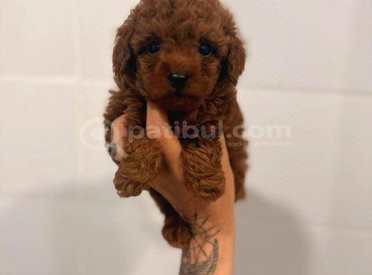 TOY POODLE YAVRULARI  DİŞİ ERKEK