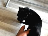Son pug yavrumuz Akalite