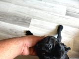 Son pug yavrumuz Akalite