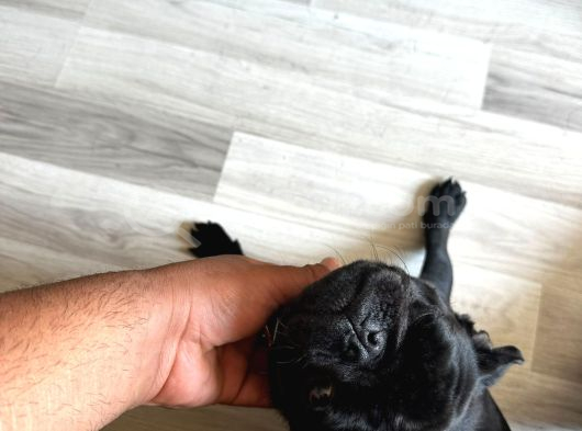 Son Pug Yavrumuz Akalite