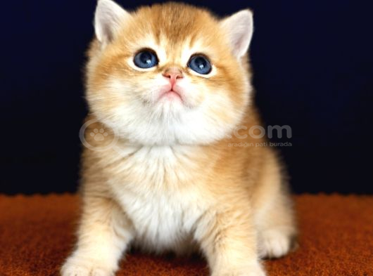 Show kalite british shorthair golden bebekler