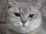 Dişi Uysal Kedi Miya