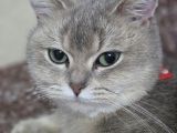 Dişi Uysal Kedi Miya
