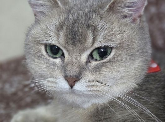 Dişi Uysal Kedi Miya görsel