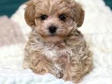 KAHVE TONLU MALTİPOO CİNSİ YAVRULAR