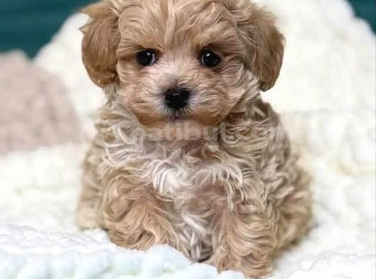 KAHVE TONLU MALTİPOO CİNSİ YAVRULAR