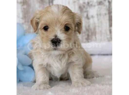 MALTİPOO CİNSİ YAVRULAR EV ÜRETİMİ