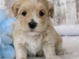 Kahve Tonlu Malti̇poo Ci̇nsi̇ Yavrular