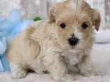 Kahve Tonlu Malti̇poo Ci̇nsi̇ Yavrular