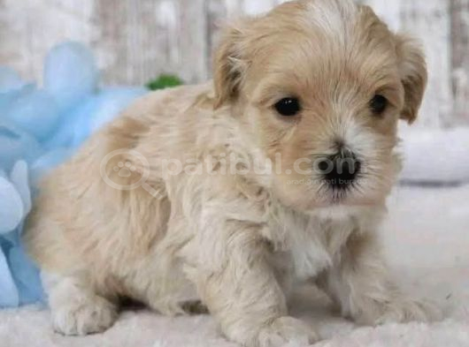 Kahve Tonlu Malti̇poo Ci̇nsi̇ Yavrular görsel