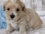Malti̇poo Ci̇nsi̇ Yavrular Ev Üreti̇mi̇
