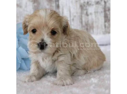 Kahve Tonlu Malti̇poo Ci̇nsi̇ Yavrular görsel