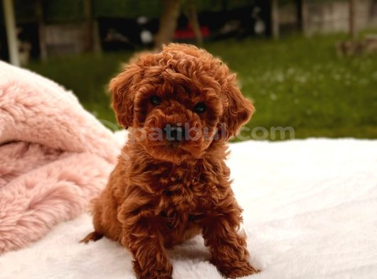 TOY POODLE SEVİMLİ YAVRULAR EV ÜRETİMİ
