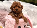 TOY POODLE SEVİMLİ YAVRULAR EV ÜRETİMİ