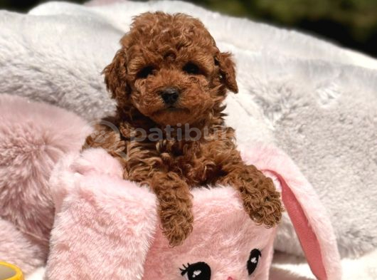 TOY POODLE SEVİMLİ YAVRULAR EV ÜRETİMİ