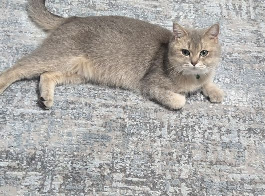 Dişi uysal kedi Miya
