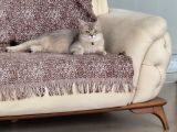 Dişi Uysal Kedi Miya