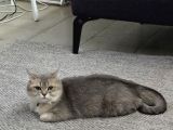 Dişi Uysal Kedi Miya