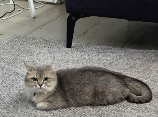 Dişi Uysal Kedi Miya görsel