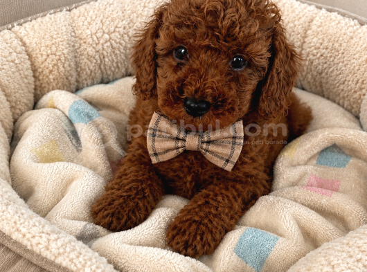 Mini Boy Dark Brown Toy Poodle Yavrular görsel