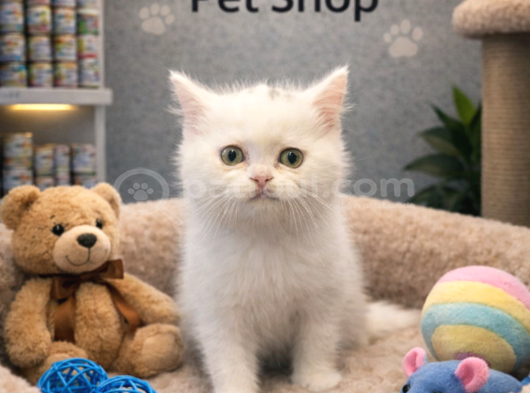 Mükemmel güzellikte beyaz british shorthair yavrularımız