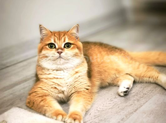 British shorthair ny12 kızımız
