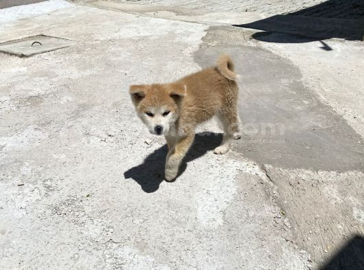 Secereli Anne Babadan Son Erkek Akita görsel