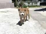 Secereli Anne Babadan Son Erkek Akita