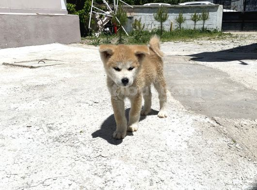 Secereli Anne Babadan Son Erkek Akita görsel