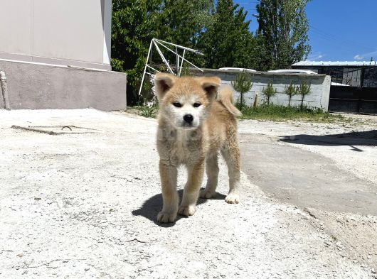 Secereli anne babadan son erkek akita