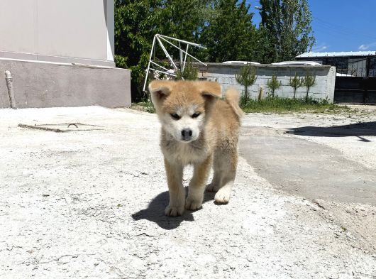 Secereli Anne Babadan Son Erkek Akita görsel