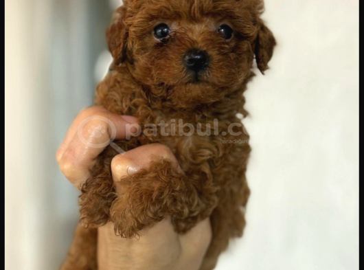 EN MİNİK POODLE KOREA YAVRULARI ANKARA