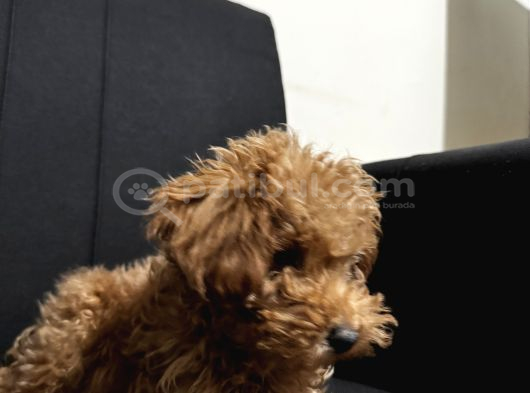 3 aylık erkek poodle