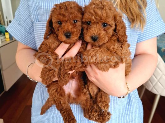 Evde büyüyen Toy Poodle Bebeklerim