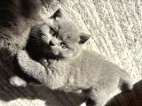 Mükemmel ayı surat british shorthair yavrularımız