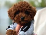 Mağazamızdan aşılı ve orijinal toypoodle yavrular